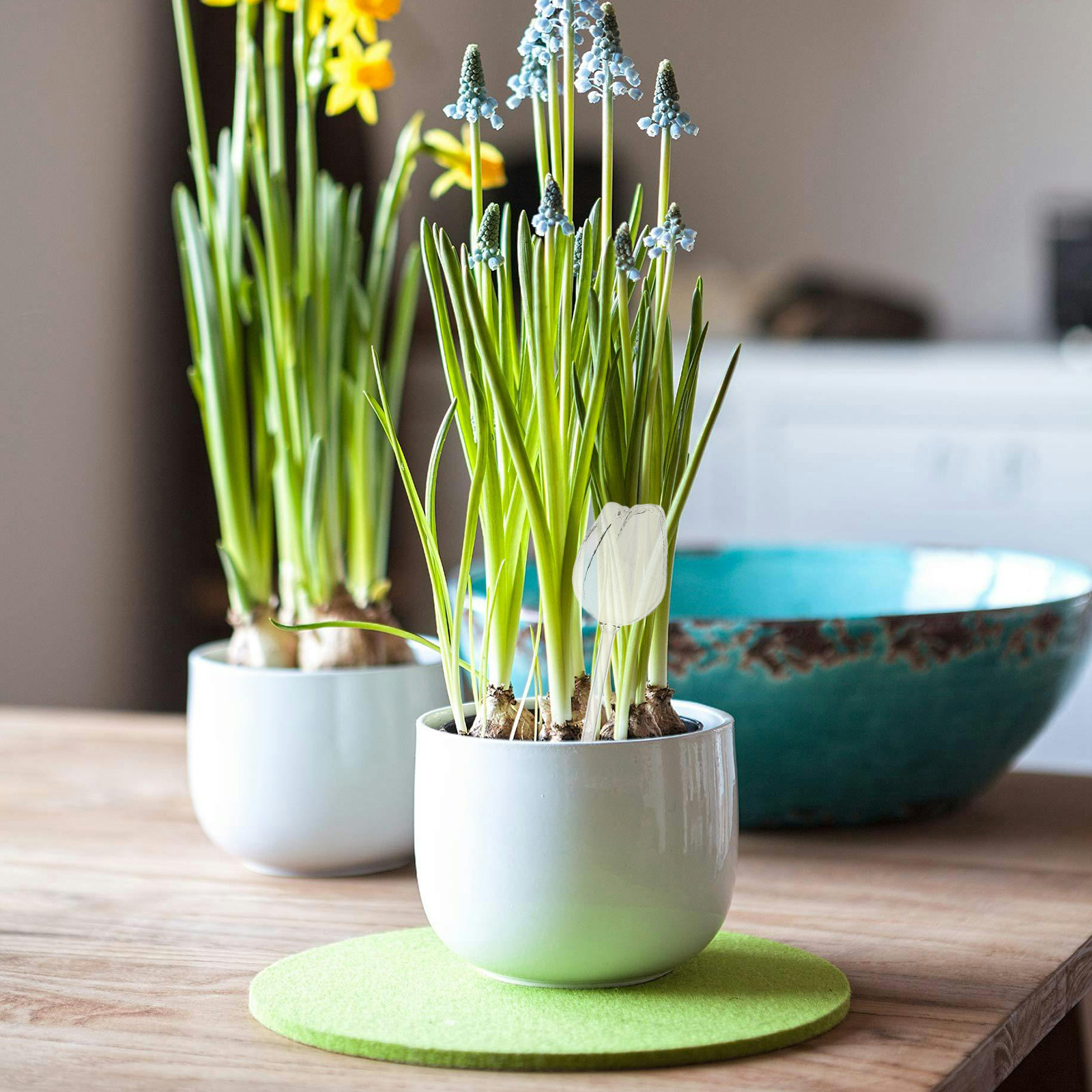 2 unidades de globos de rega e - Self-Watering Planter avaliação e preço